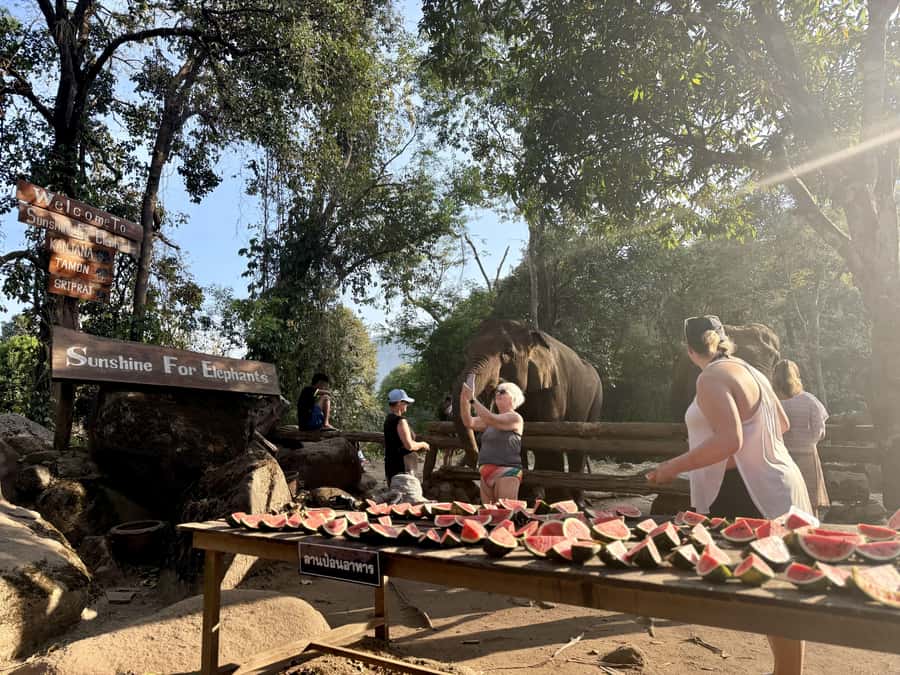 Chiang Mai Half-Day Adventure: River Tubing & Waterfall - The optional ethical elephant feeding stop