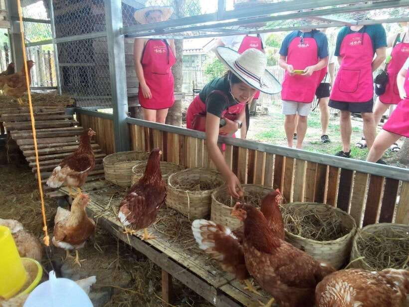Chiang Mai: Half Day Cooking Class at Organic Farm - Key points at a glance