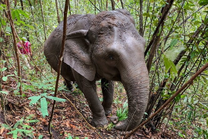 Chiang Mai Half Day Elephant Sanctuary Observation and Waterfall - Why this elephant encounter feels different