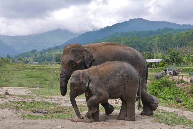 Chiang Mai Half Day Elephant Sanctuary Observation and Waterfall - Price, group size, and what you receive