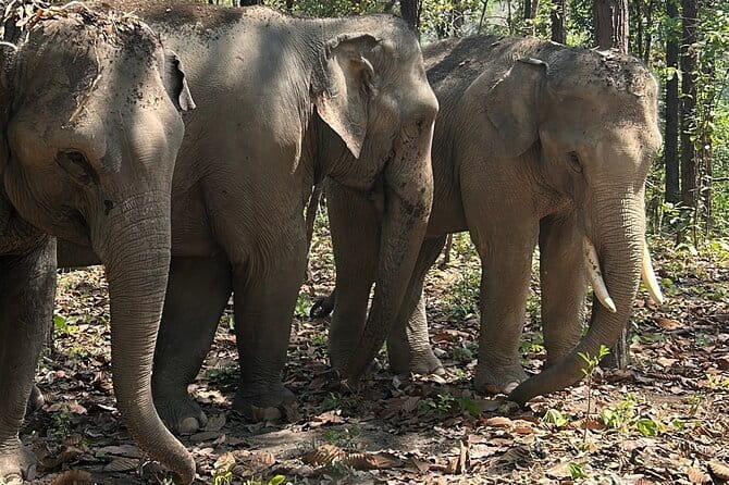 Chiang Mai Half Day Tour: Doi Inthanon Elephant Sanctuary - Watching elephants eat and walk