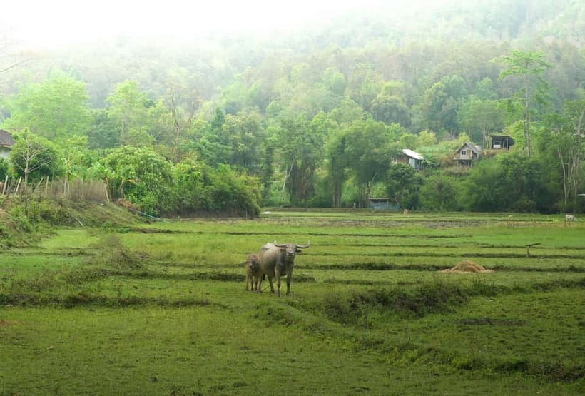 Chiang Mai: Jungle Jumbo Elephant Sanctuary with Waterfall - Pad Thai and a practical end to the day