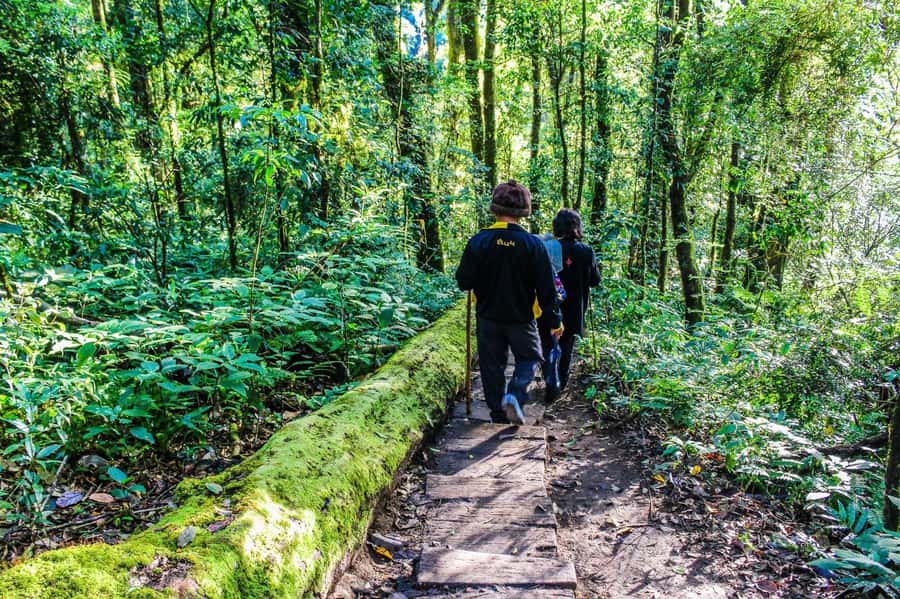 Chiang Mai: Kew Mae Pan Nature Trail & Doi Inthanon Day Trip - Lunch, transport, and the real value of $54
