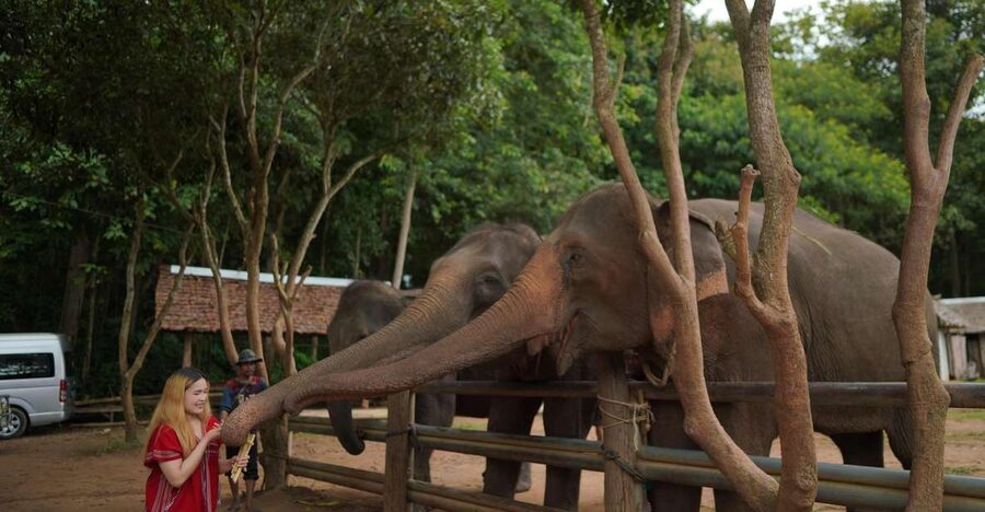Chiang Mai: National Elephant Care, Rafting, & Ziplines Trip - Key points to know before booking