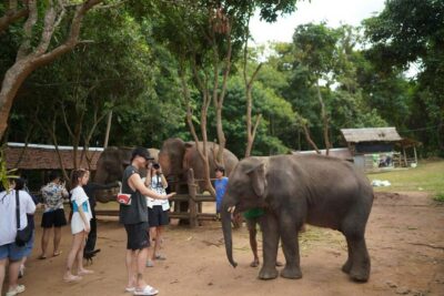 National Elephant Care, Rafting, & Ziplines Trip