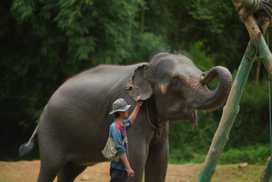 Chiang Mai: National Elephant Care, Rafting, & Ziplines Trip - Who will like this Chiang Mai excursion