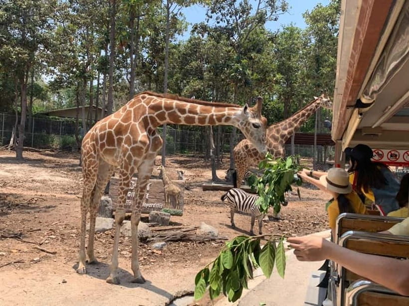 Chiang Mai Night Safari Ticket & Tram Rides Optional Pickup - Choosing pickup or making your own way