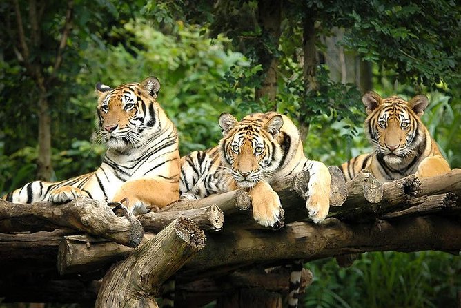 Chiang Mai Night Safari Tour including Transfer (Minimum 2 pax) - The pickup takes the hard part out of the evening