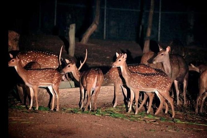 Chiang Mai Night Safari Tour including Transfer (Minimum 2 pax) - Animal encounters, feeding moments, and tiger shows
