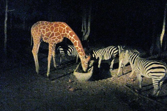 Chiang Mai Night Safari Tour including Transfer (Minimum 2 pax) - Who will enjoy this evening most