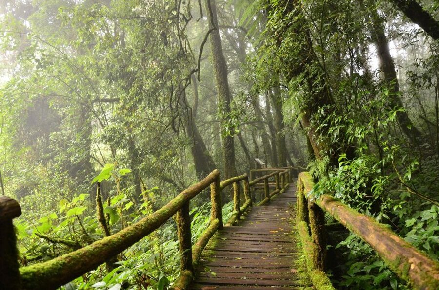 Chiang Mai: Pha Dok Siew Nature Trail & Doi Inthanon Trip - Coffee with the White Karen community
