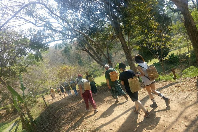Chiang Mai Private Tour with Tea Plantation, Karen Village, Doi Suthep - Leaving Chiang Mai for a full day outside town