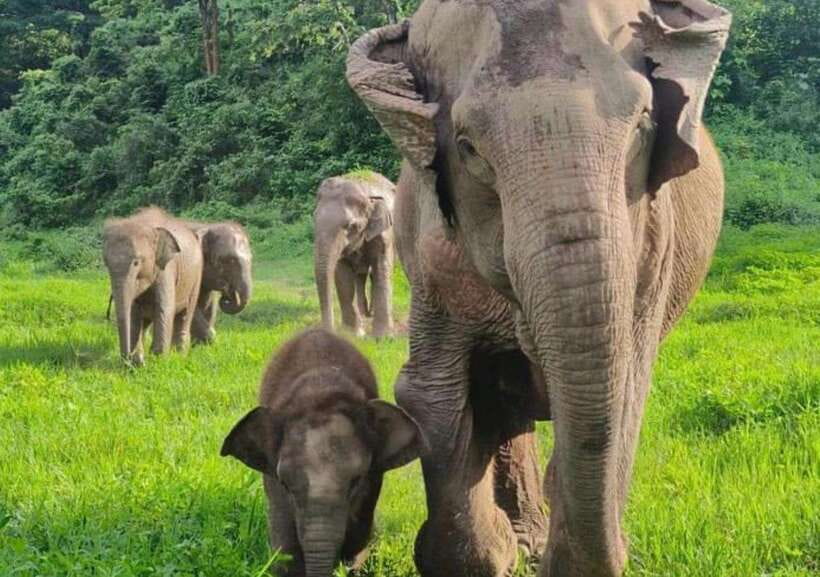 Chiang Mai | TeeTee Elephant Home Elephant Care Half-Day - Key points to know before booking