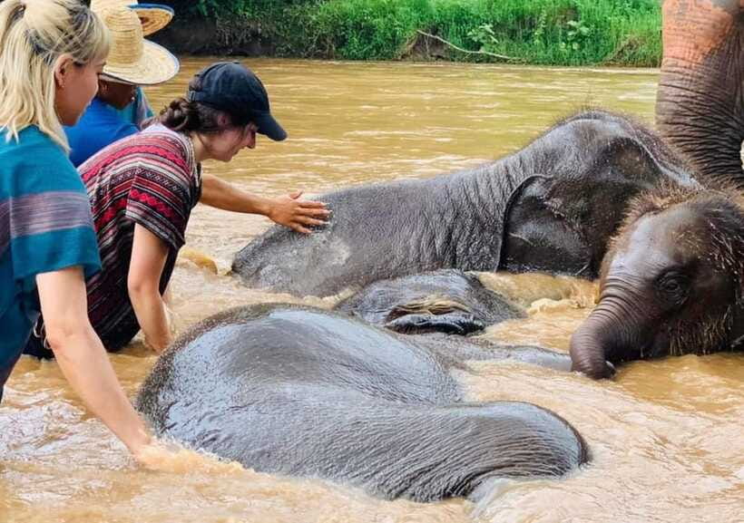 Chiang Mai | TeeTee Elephant Home Elephant Care Half-Day - Feeding fruit and making vitamin balls