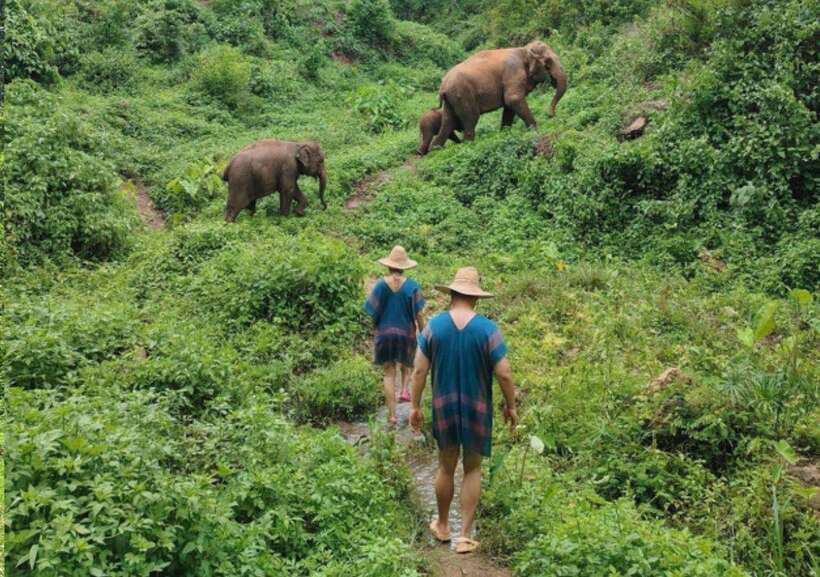 Chiang Mai | TeeTee Elephant Home Elephant Care Half-Day - How ethical does the visit feel?