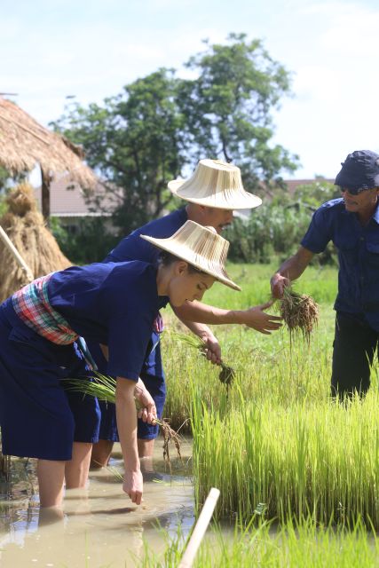 Chiang Mai: Thai Buffalo and Rice Planting Experience - A balanced look at the experience
