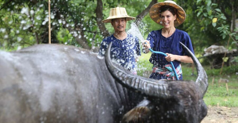 Chiang Mai: Thai Buffalo and Rice Planting Experience - Learning the rice cycle from nursery to paddy
