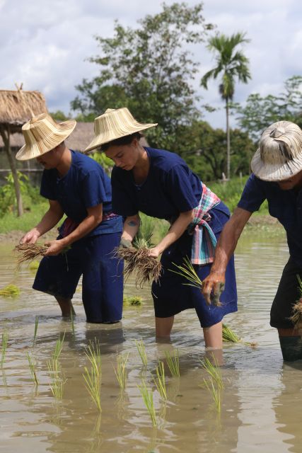 Chiang Mai: Thai Buffalo and Rice Planting Experience - Lunch connects the work to the table