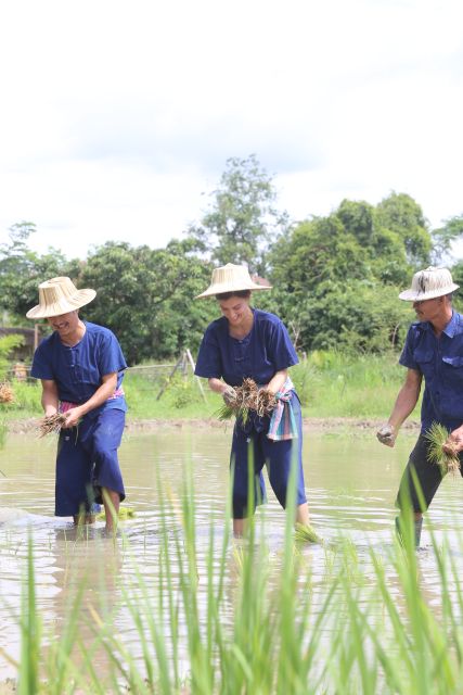 Chiang Mai: Thai Buffalo and Rice Planting Experience - What the $57 price really covers