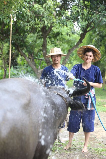 Chiang Mai: Thai Buffalo and Rice Planting Experience - Cutting grass for the Thai buffalo