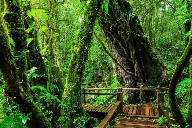 Chiang Mai to Doi Inthanon Full Day Shared Tour - Why this Doi Inthanon day trip works