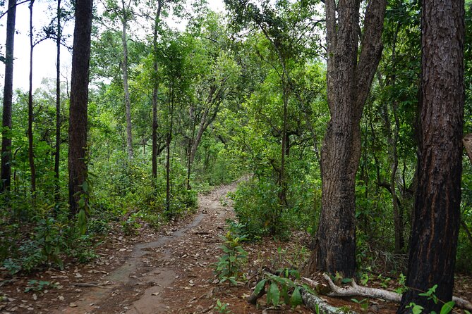 Chiang Mai Trekking Tour :Full day (no rafting) - Lunch, local contact, and the shape of the day
