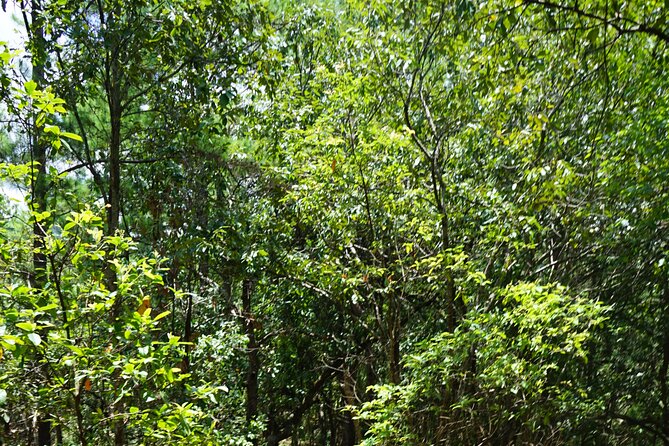 Chiang Mai Trekking Tour :Full day (no rafting) - Who should book this Chiang Mai day tour?