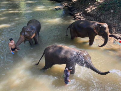 Chiang Mai Untouched Elephant: Nature Walk & Waterfall Trek