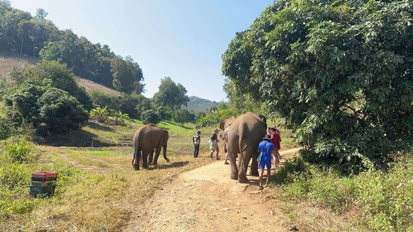 Chiang Mai Untouched Elephant: Nature Walk & Waterfall Trek - Lunch with the local community