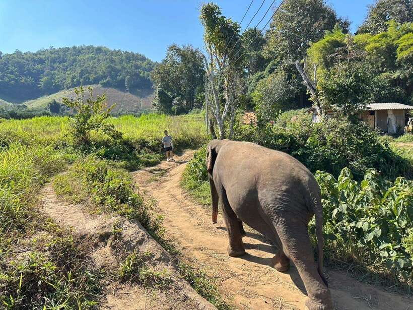 Chiang Mai Untouched Elephant: Nature Walk & Waterfall Trek - Practical tips for a better day