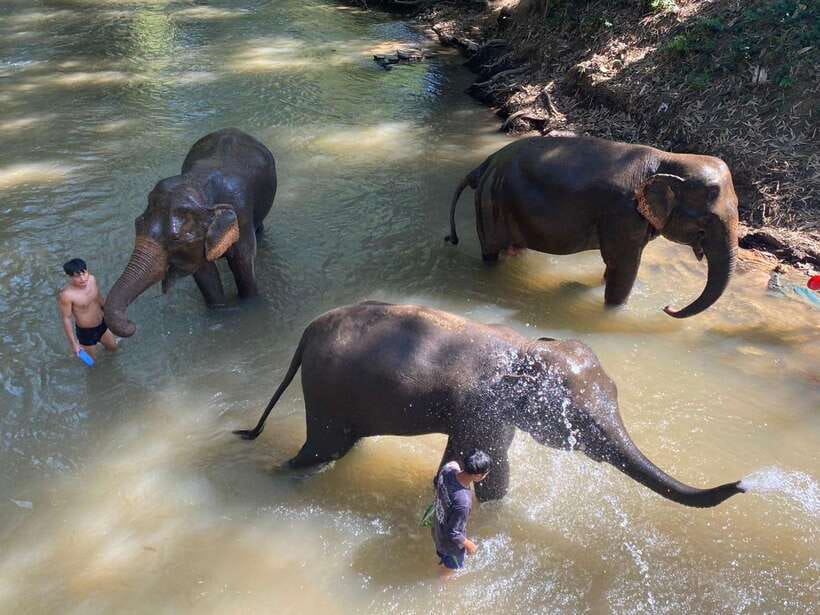Chiang Mai Untouched Elephant: Nature Walk & Waterfall Trek - The ride from Chiang Mai to the village