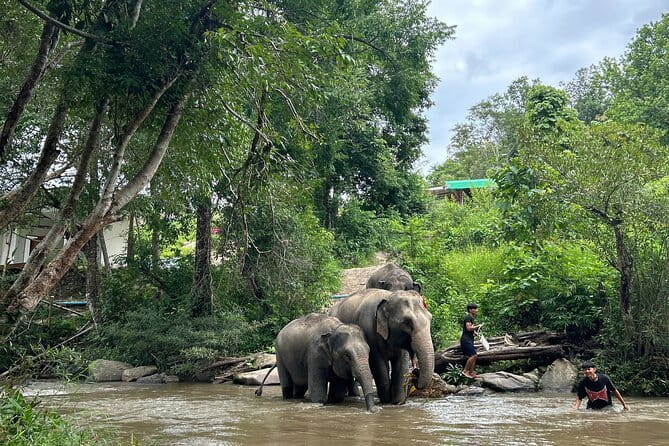 ChiangMai 1DayTour:Elephant Sanctuary,king&queen pagoda,waterfall - The early start from Chiang Mai