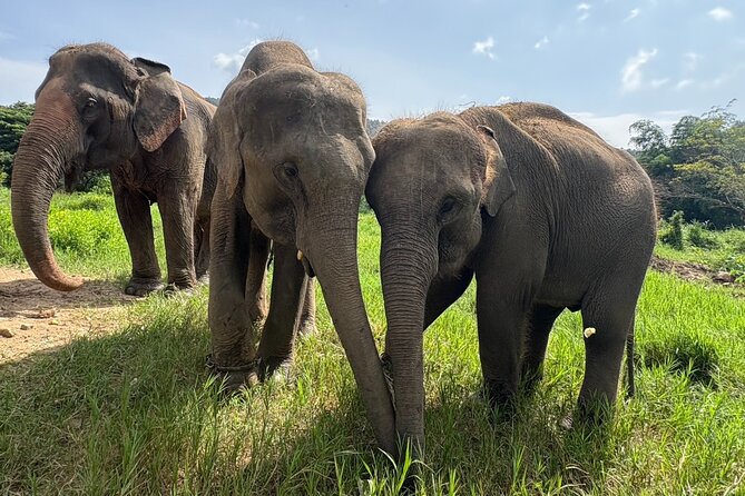 Chiangmai Half Day Visit and Wildlife Experience - Meeting elephants at Smile Elephant Chiangmai