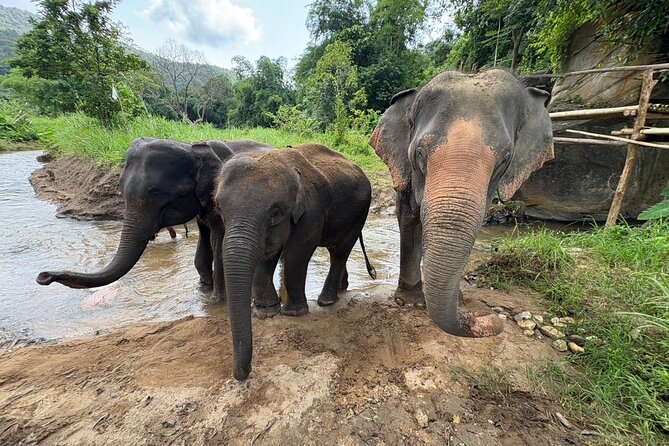 Chiangmai Half Day Visit and Wildlife Experience - Booking timing and cancellation