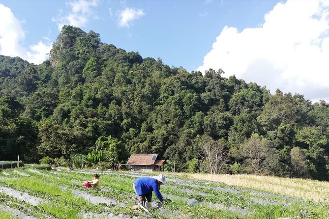 Doi Inthanon Day Trip:Twin Pagodas,Soft Hiking,Coffee Plantation - Wachirathan Falls brings the power