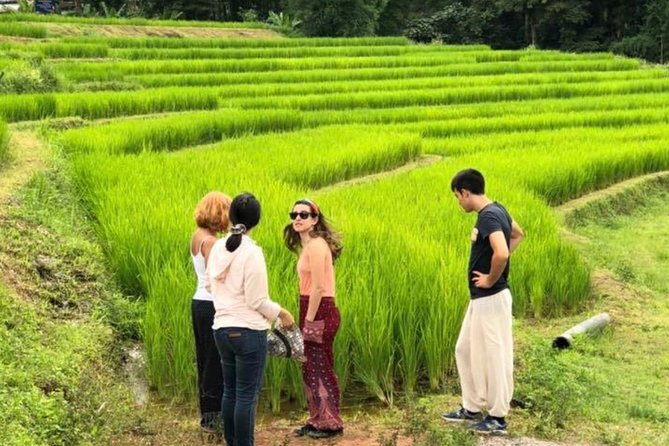 Doi Inthanon Day Trip:Twin Pagodas,Soft Hiking,Coffee Plantation - Rice fields, countryside, and the coffee question