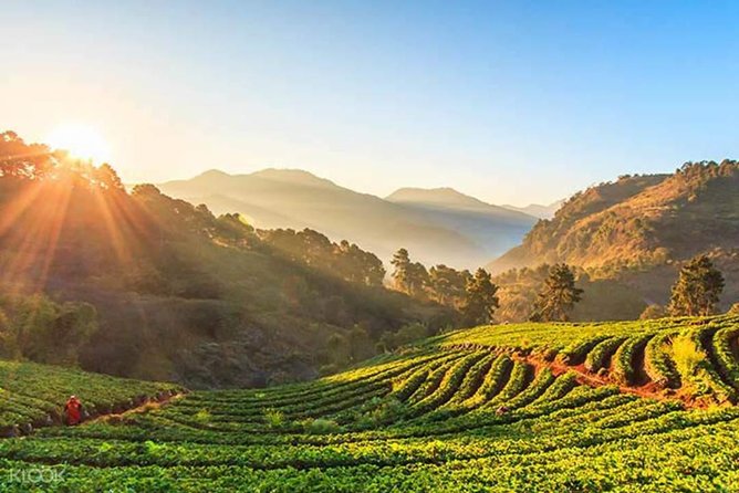 Doi Inthanon Discovery Tour: Waterfalls, Villages & Highest Peak - A market break with Hmong produce