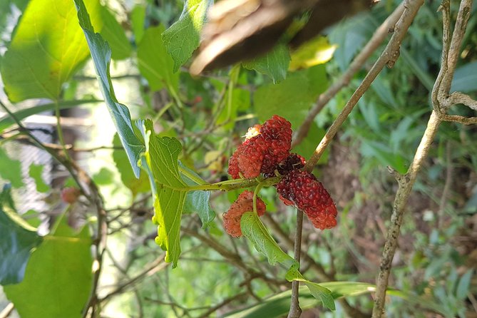 Doi inthanon National Park + 2Hour Fantastic Trekking with Lunch - Choosing between Pha Dok Siew and Kew Mae Pan