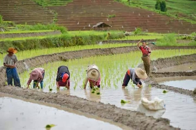 Doi inthanon National Park + 2Hour Fantastic Trekking with Lunch - Kew Mae Pan: the cooler-season mountain walk