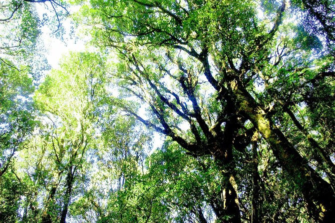 Doi Inthanon National Park, Waterfall & Royal Project Day Tour From Chiang Mai - Baan Mae Klang Luang and the hill village visit