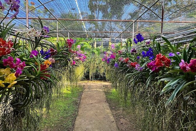 Doi Suthep Temple, Pha Lat Temple, Sticky Waterfall, Orchid farm - Sticky Waterfall is the day’s hands-on finish