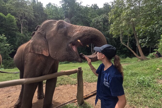 Elephant care program at CHIANGMAI ELEPHANT CARE - Key points to know before you go
