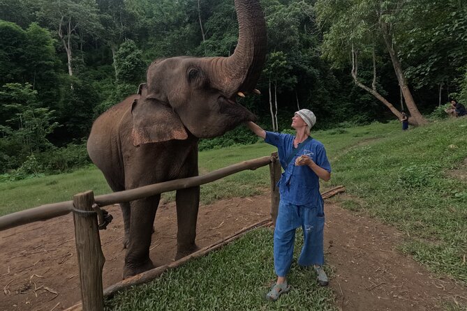 Elephant care program at CHIANGMAI ELEPHANT CARE - Why this elephant visit feels different
