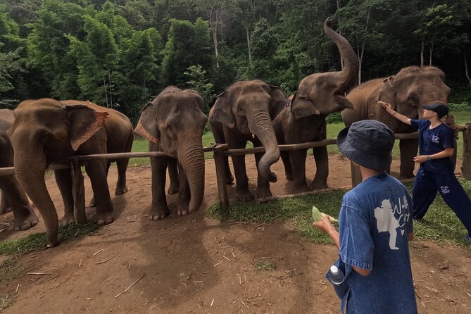 Elephant care program at CHIANGMAI ELEPHANT CARE - What the $52 price really covers