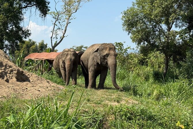 Elephant Sanctuary, Wat Ban Den & Sticky Waterfall - Pang Maidaeng and the elephant encounter