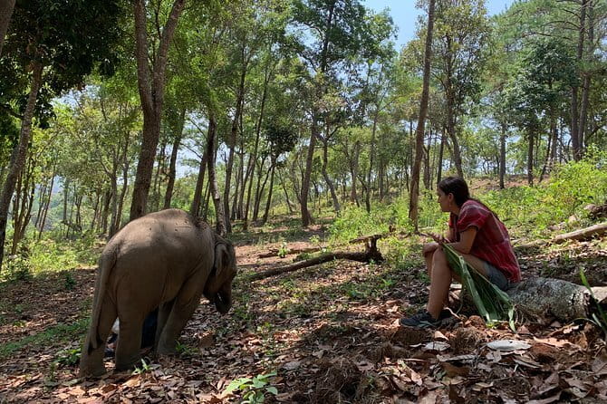 Elephant Sanctuary, Wat Ban Den & Sticky Waterfall - Is $58.66 a fair price?
