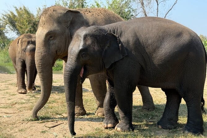 Elephant Sanctuary, Wat Ban Den & Sticky Waterfall - Wat Ban Den’s blue roofs and Lanna details