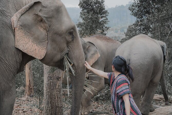 Elephant Sanctuary + Waterfall + Bamboo Rafting One Day Trip - Bamboo rafting on the Mae Wang stream