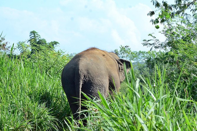 Experience Elephant Sanctuary + Sticky Waterfall - Why the elephants make this Chiang Mai day special