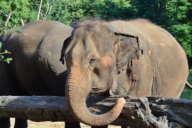 Experience Elephant Sanctuary + Sticky Waterfall - Sticky Waterfall is more than a photo stop